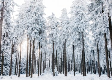 Grau-blaue Winterhochzeitsidee im Wald